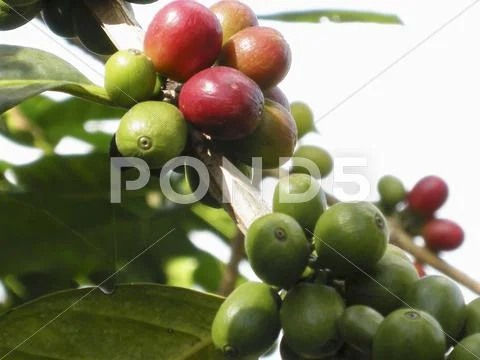 Coffee Cherries On The Bush