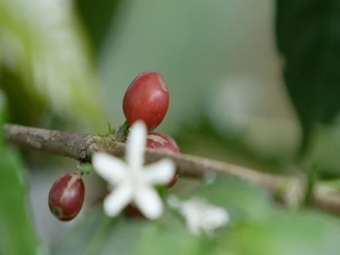 Coffee cherries &amp; coffee flower Stock Footage 79568780