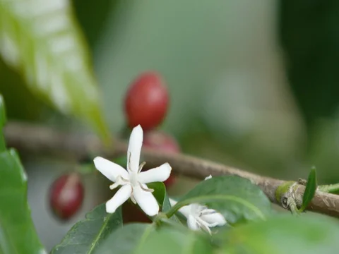 Coffee cherries &amp; coffee flower Stock Footage 79569516