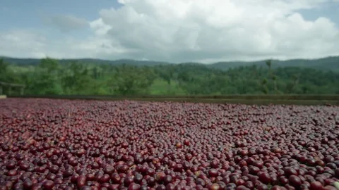 Coffee cherries on drying bed Ethiopia Stock Footage 79603431
