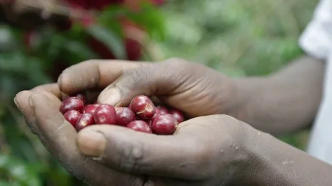 Coffee cherries in hand Stock Footage 79581655
