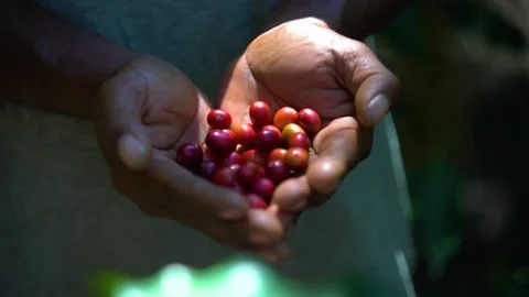 Coffee Cherries in hands - heart shape Stock Footage 157578570