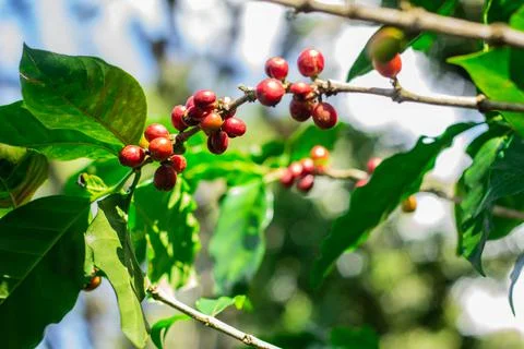 Coffee Cherries Foto stock