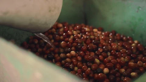 Coffee Cherries Process of Cleaning and rinsing Video stock 270967849