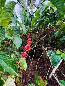 Coffee Cherries Ready for Harvest 库存照片