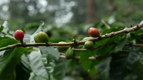 Coffee cherries on tree branch.exteme close up shot of coffee beans Stock Footage 244168500
