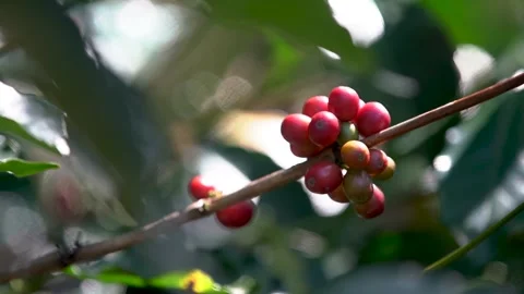 Coffee Cherries on tree in rainforest Stock Footage 157543324