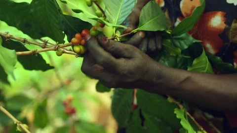 Coffee cherry (bean) harvest in Uganda, Africa Stock Footage 93160271