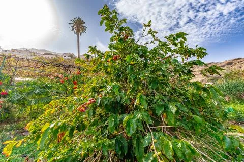 Coffee cherry beans on bush tree in direct sunlight with blue sky - 6k Stock Photos