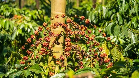 Coffee cherry on coffee tree branch in farm. 库存照片