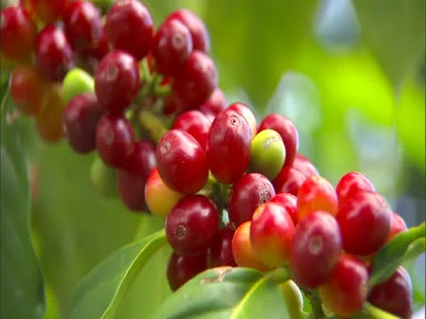 Coffee Cherry Stock-Footage 22243041