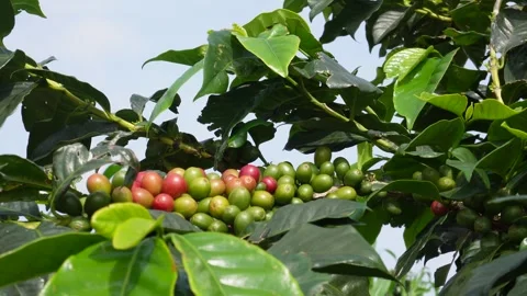 Coffee cherry Stock Footage 275695491