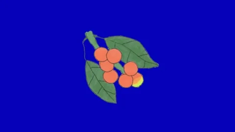 Coffee Cherry Fruit Animation Blue Screen Видео 345096554