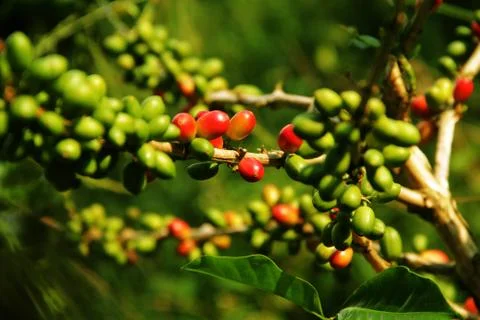 Coffee cherry Stock Photos