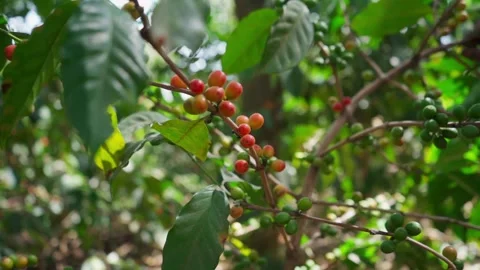 Coffee Cherry Plantations Harvest Selection Ready Stock Footage 292848976