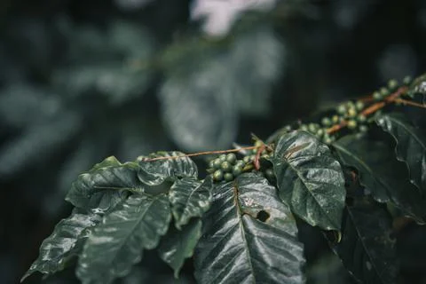 Coffee cherry, raw coffee beans on the coffee plant. Stock Photos