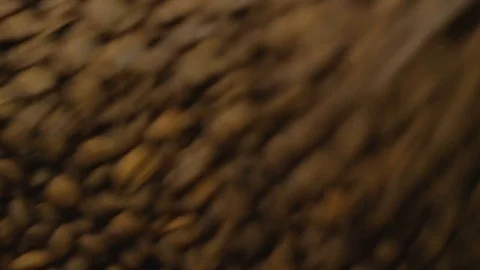 Coffee. Coffee beans. Stock Footage 82504423