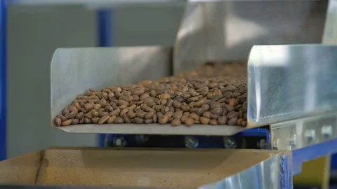 Coffee. Coffee beans. Stock Footage 82504948