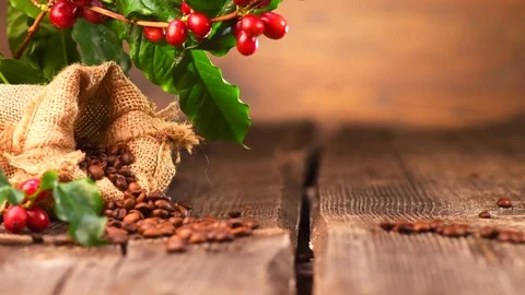 Coffee. Coffee tree with ripe berries and sack full of roasted coffee beans 動画素材 74657113