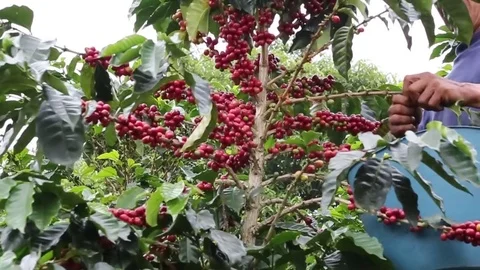 Coffee Colombian Stock Footage 76881721