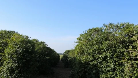 Coffee crop Stock Footage 113290215