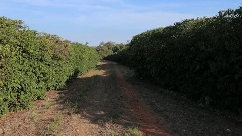 Coffee crop Stock Footage 113290243