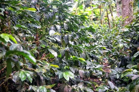 Coffee crop Foto stock