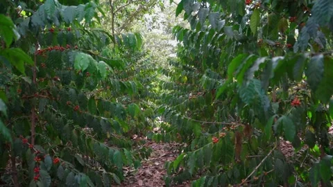 Coffee Crops Origin of the Best Beans Stock Footage 292849016