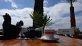 Coffee cup and camera on outdoor coffee bar table under palm trees panning 4k or 4k+ Resolution
