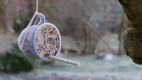 Coffee cup bird feeder hanging in a tree with morning frost Stock Footage 86007621