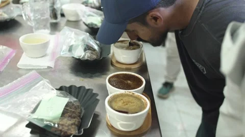Coffee Cupping Session with Specialty Coffee Taster Quality Control and Coffee Stock Footage 337555669