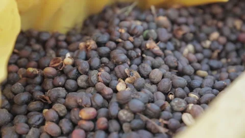 Coffee on drying bed Ethiopia Stock-Footage 157414646