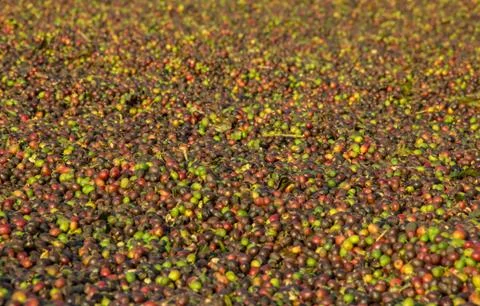 Coffee drying at the sun Stock Photos