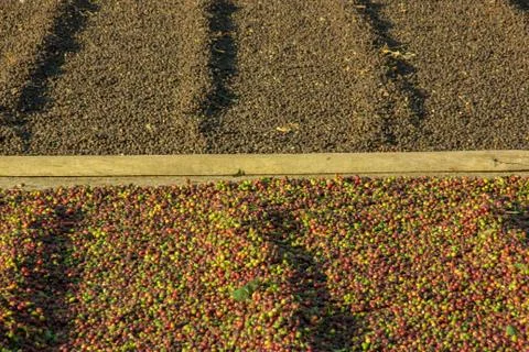 Coffee drying at the sun Stock Photos