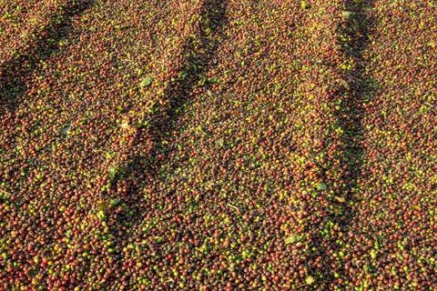 Coffee drying at the sun Stock Photos