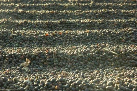 Coffee drying at the sun Stock Photos