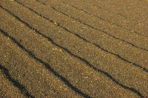 Coffee drying at the sun Stock Photos