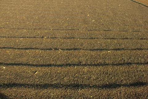 Coffee drying at the sun Stock Photos