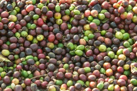 Coffee drying at the sun Stock Photos
