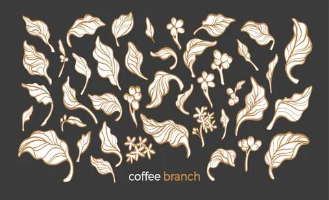 Coffee elements. Vector set of nature branch, leaves, bean, flower, grain. Ar Stock Illustration