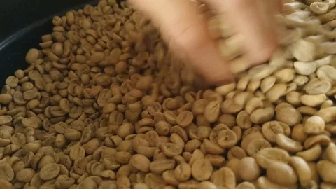 A coffee experienced man checked coffee beans roasting to see the texture, color Stock Footage 126814459