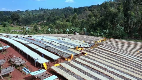 Coffee Factory The Making Of Coffee Bean Video stock 200858972