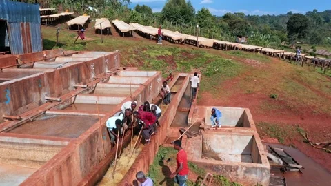 Coffee Factory The Making Of Coffee Bean Stock Footage 200859162