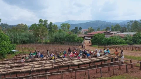 Coffee Factory The Making Of Coffee Bean Stock Footage 200861068