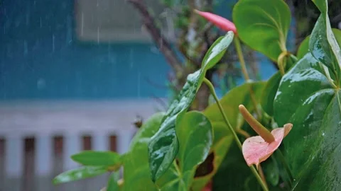 Coffee Factory The Making Of Coffee Bean Stock Footage 200873299