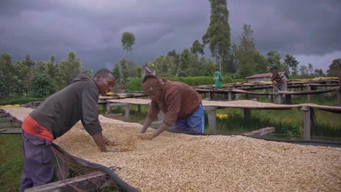 Coffee Factory The Making Of Coffee Bean Stock Footage 200875209