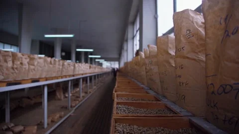 Coffee Factory The Making Of Coffee Bean Stock Footage 200875341