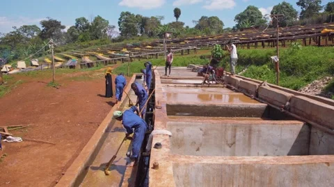 Coffee Factory The Making Of Coffee Bean Stock Footage 200875821
