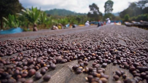 Coffee Factory The Making Of Coffee Bean Stock Footage 200875865
