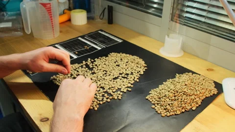 Coffee factory worker divides mound of coffee beans into handfuls Video stock 317093164